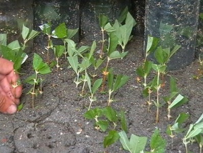 Az áfonya az elővárosi területeken megfelelően termesztett