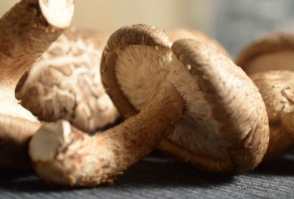 Shiitake gomba - előnyös és ártalmas a szervezetben