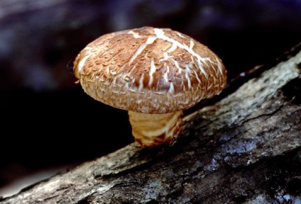 Ciupercile Shiitake - beneficiază și dăunează organismului