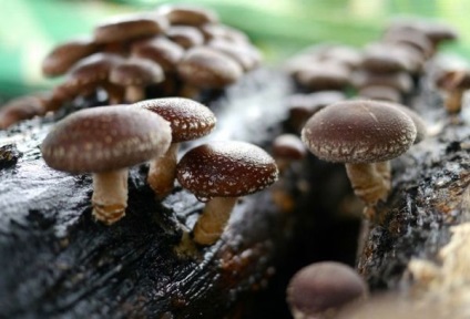 Ciupercile Shiitake - beneficiază și dăunează organismului