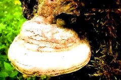 Freză de ciuperci pentru slăbire - remedii folclorice