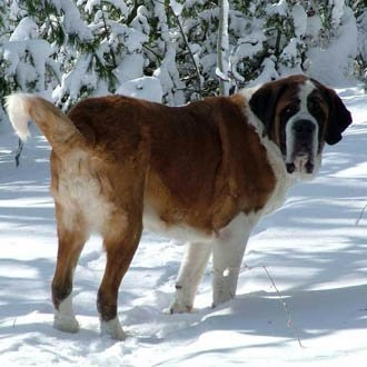 Grooming St. Bernard, tunsori de diferite rase de câini