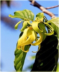 Ylang-ylang ulei extra-magazin de cosmetice naturale aromabeauty