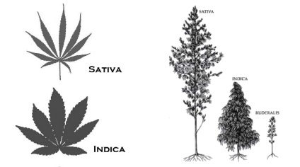 Indica și sativa cum să se facă distincția între aceste două tipuri de canabis