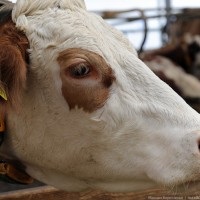 Artificial inseminarea de vaci