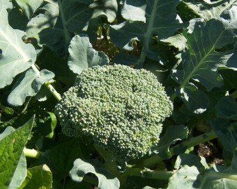 Folosim ulei de broccoli pentru păr în formă pură, balsam sau mască