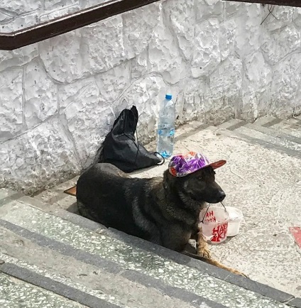 Cunoscut de toți Rostov câine-cerșetor și-a schimbat imaginea și a câștigat protecție de soare
