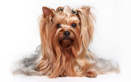 Yorkshire Terrier Meal
