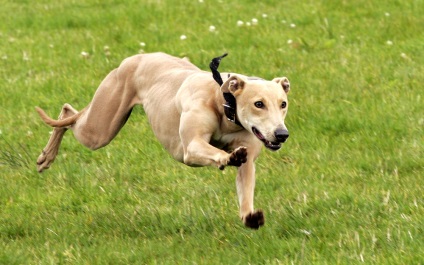 Cum să mers rapid și eficient un câine