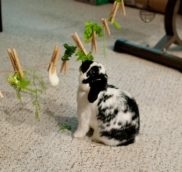 Cum să antrenezi un iepure decorativ