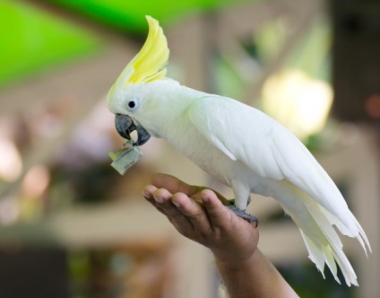 Care sunt caracteristicile conținutului de papagali cockatoo - animale de companie