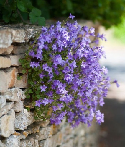 Ce flori sunt plantate pe răsaduri în ianuarie și Fervala