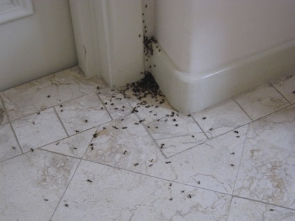 Cum sa scapi de furnici intr-o casa sau apartament privat