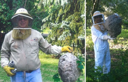 Cum să scapi de viespi în casă și în țară, căutând și distrugând cuibul