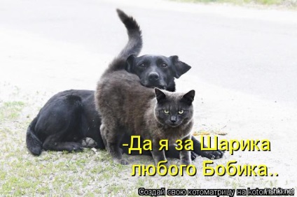 Mint egy macska kutyával (kutya) Mint egy macska és egy kutya