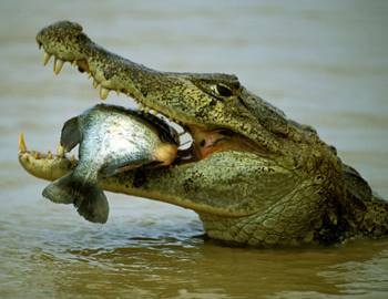 Cum un crocodil își vânează prada, în fălcile animalelor