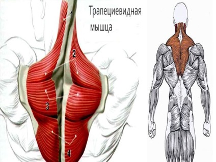 Hogyan lehet felszívni a trapézeket gyorsan otthon?