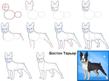 Cum de a desena desene în etape de către un câine - cum să atragă un câine în creion pas cu pas