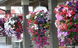 Cum să decorezi și să crești flori în vase de flori din țară