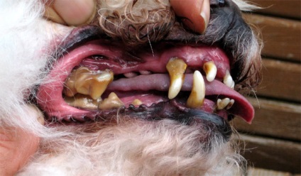 Hogyan határozzuk meg a kutya korát a fogakban, hogyan határozzuk meg a talált kutya életkorát