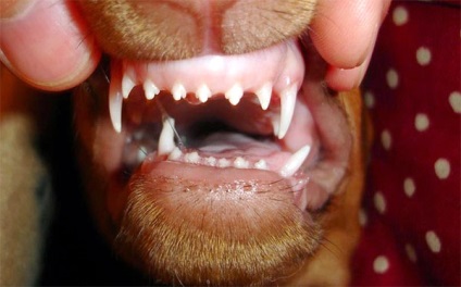 Hogyan határozzuk meg a kutya korát a fogakban, hogyan határozzuk meg a talált kutya életkorát