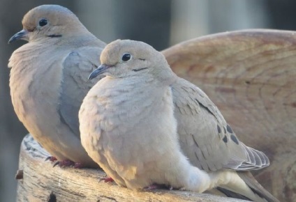 Cum să distingi un porumbel de un porumbel determină sexul păsării
