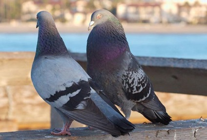 Cum să distingi un porumbel de un porumbel determină sexul păsării