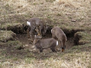 Cum de a vâna cerb în zona de mijloc a Rusiei - de vânătoare pentru solonetzes, udare, se apropie și