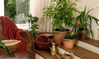 Cum de a pregăti plante de interior pentru toamnă