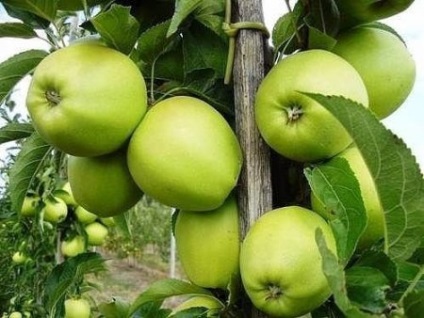 Cum să aveți grijă de măr