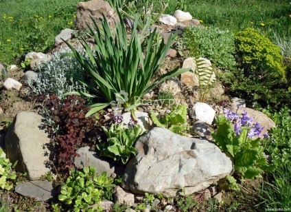 Cum să crească plante în rockeries, sfaturi horticole