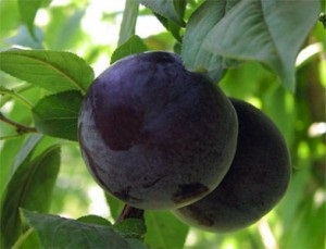 Cum să faci vin de casă din prune