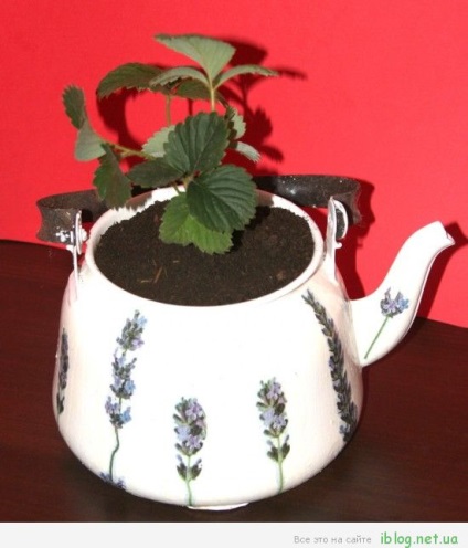 Cum să faci un vas de flori dintr-un ceainic, lucruri convenabile