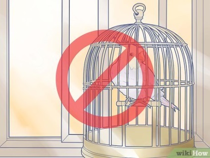 Cum să creați un mediu sigur pentru păsări de curte
