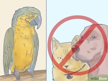 Cum să creați un mediu sigur pentru păsări de curte