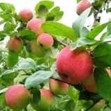 Cum să ai grijă de pomi de măr