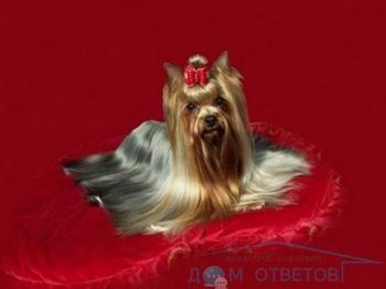 Cum sa alegi un catelus Yorkshire Terrier - raspunsuri si sfaturi pentru intrebarile tale