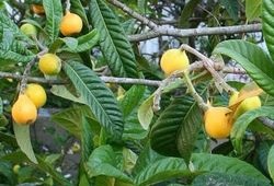 Cum să crească un japonez medlar, sfaturi grădinari