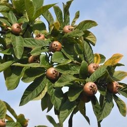 Cum să crească un japonez medlar, sfaturi grădinari