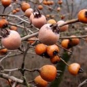 Cum să crească un japonez medlar, sfaturi grădinari