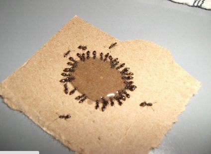 Cum să elimini furnicile, să împărtășești sfaturi