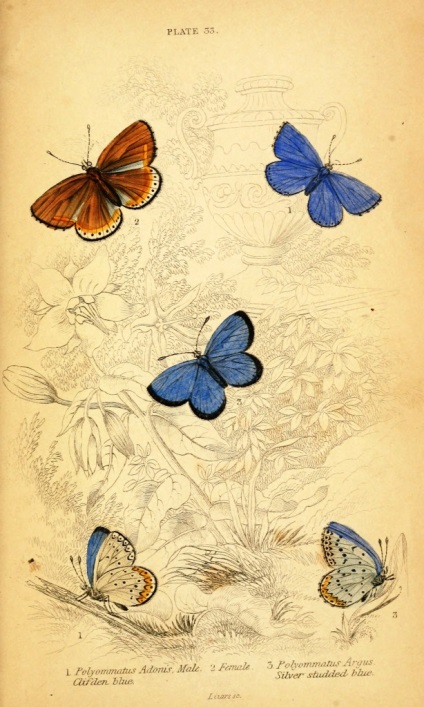 Imagini pentru un decupaj de fluture mare