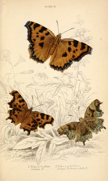 Imagini pentru un decupaj de fluture mare