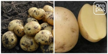 Cartofii sub film - cum să recolteze cu 3 săptămâni mai devreme - teren de fermă