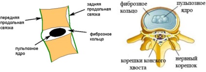 Clasificarea herniilor