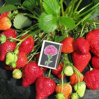 Strawberry Albion Descriere