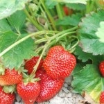 Strawberry Albion Descriere