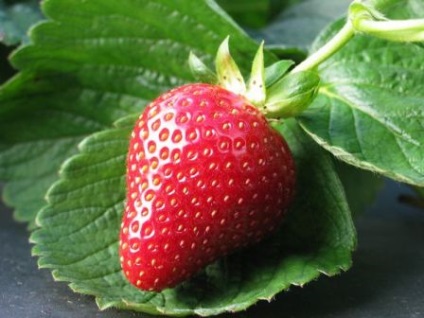 Strawberry Albion Descriere
