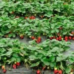 Strawberry Albion Descrierea soiului, foto, recenzii
