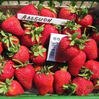 Strawberry Albion A fajta leírása, fotó, vélemények